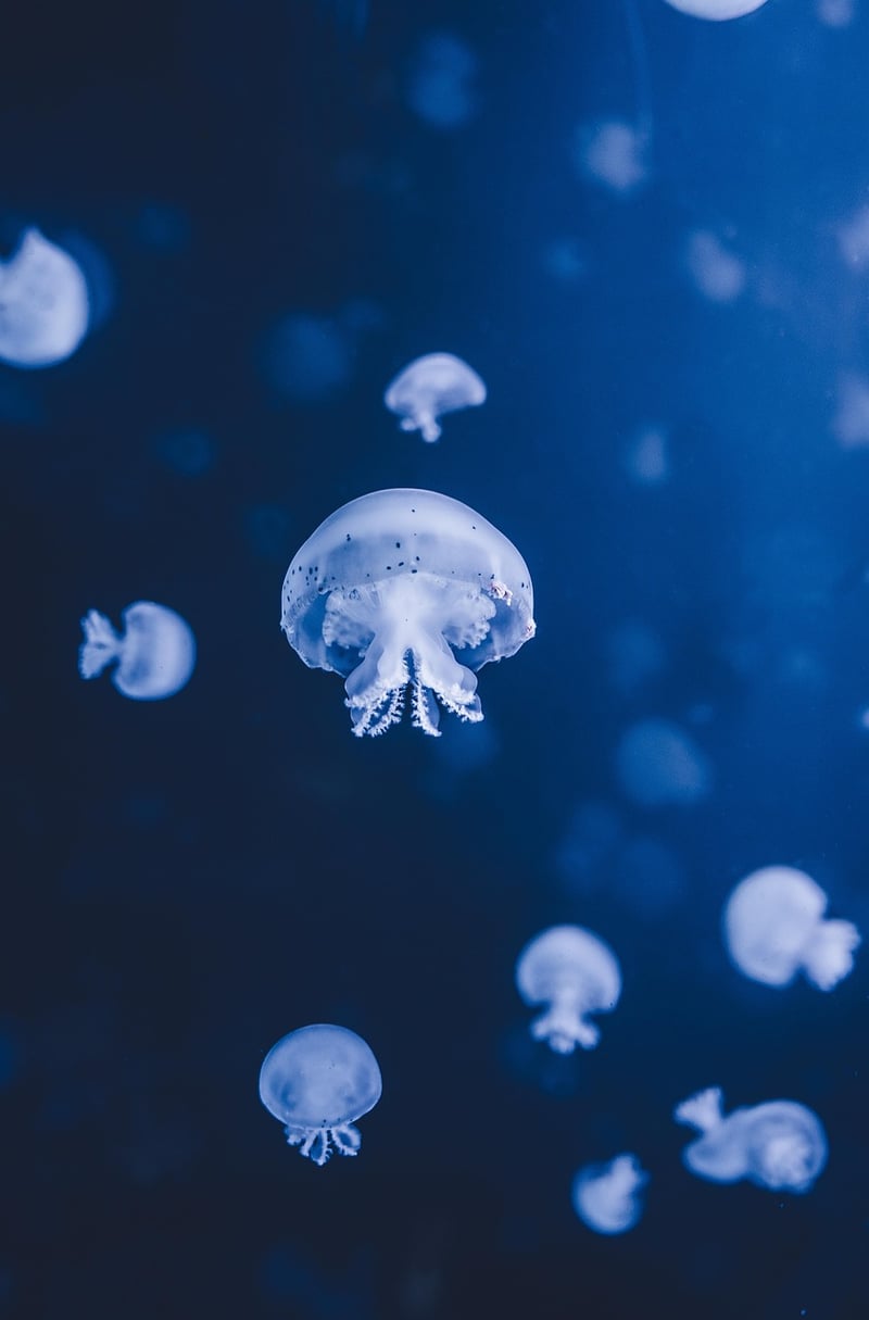 Underwater Scene